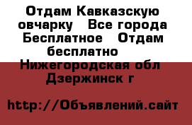 Отдам Кавказскую овчарку - Все города Бесплатное » Отдам бесплатно   . Нижегородская обл.,Дзержинск г.